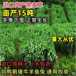 牧草种子黑麦草子种籽多年生南北方四季种植畜牧养殖牛羊猪鱼草籽
