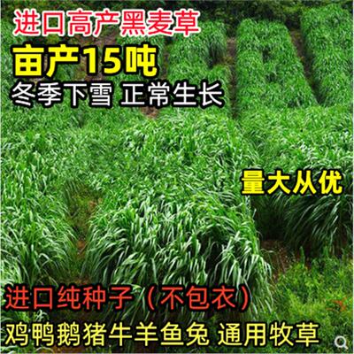 牧草种子黑麦籽多年生南北