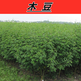 木豆 鸽豆 柳豆 豆蓉 树豆 树黄豆 灌木护林护坡包邮