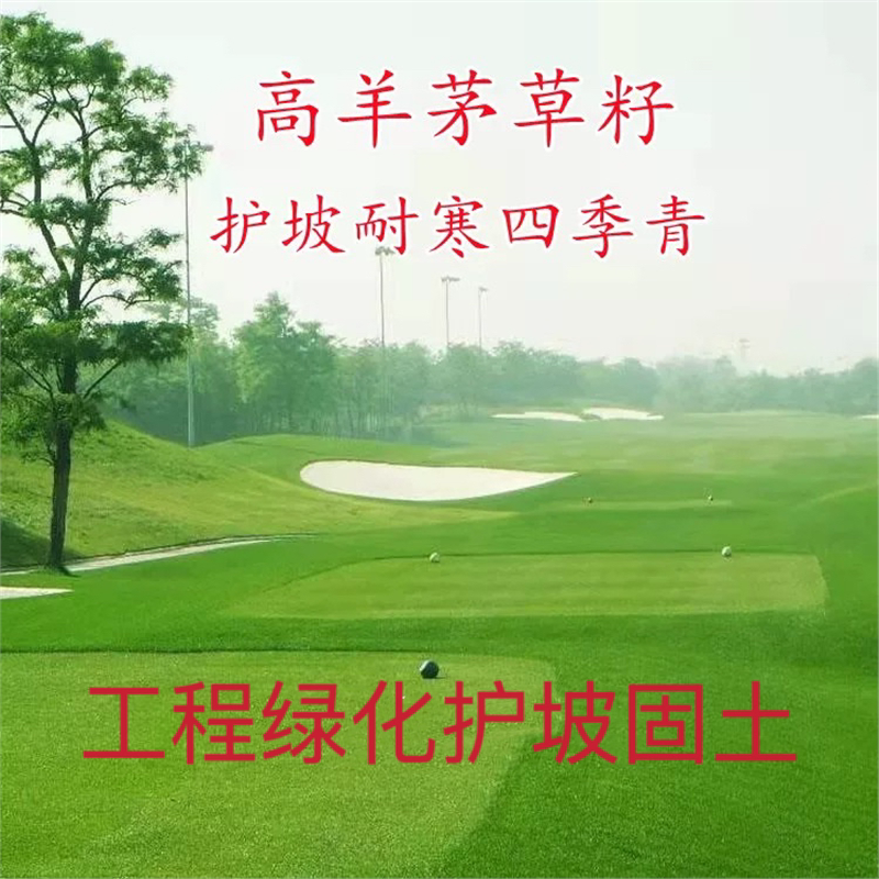 高羊茅草籽护坡耐旱热寒四