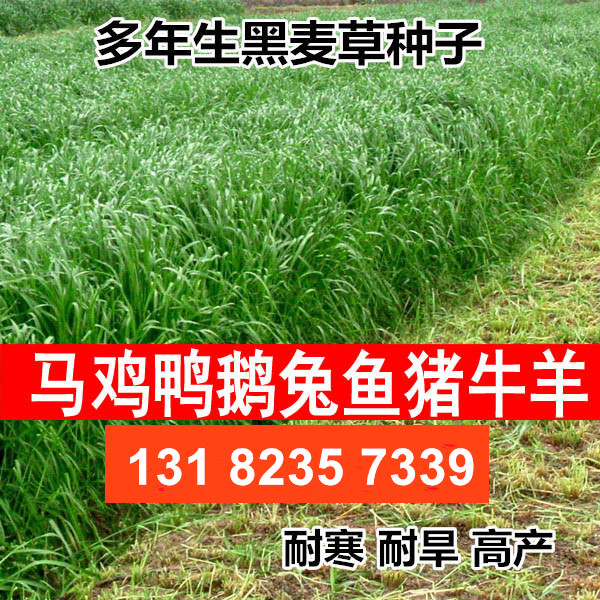进口耐寒牧草种子多年生黑麦草种子四季常青鸡鸭鹅猪牛羊鱼草种籽