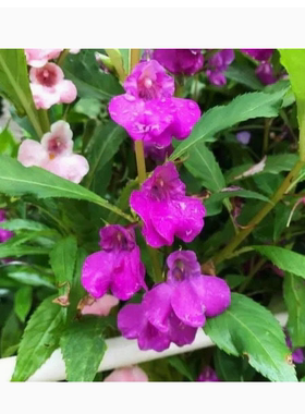 凤仙花种子籽四季庭院盆栽地栽凤仙简单指甲花急性子桃红金凤花