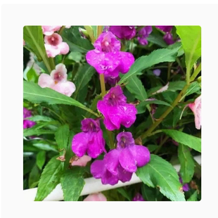 凤仙花种子籽四季庭院盆栽地栽凤仙简单指甲花急性子桃红金凤花