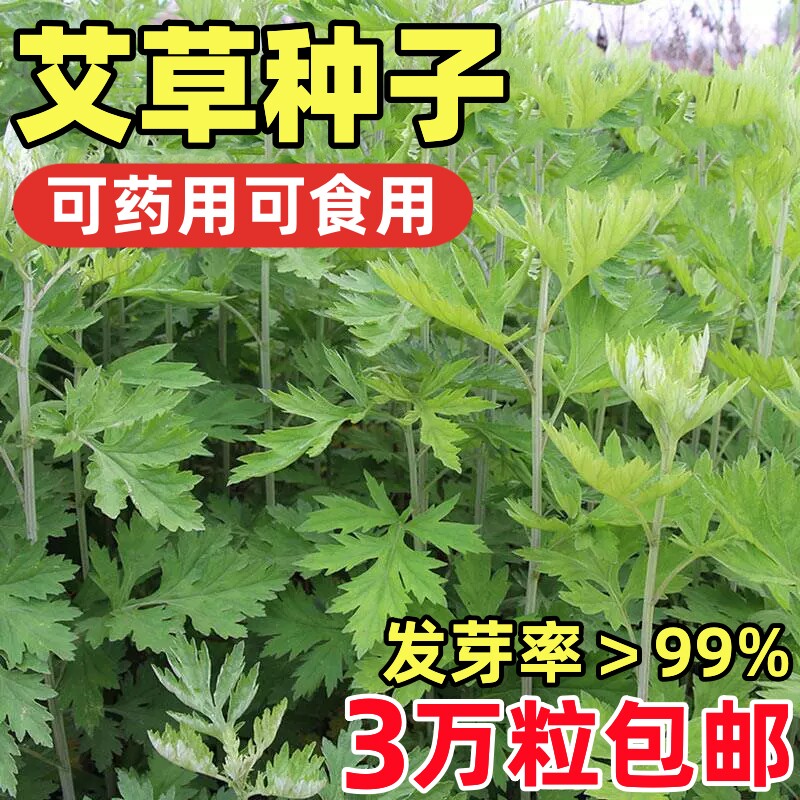 艾草种子四季种 食用艾蒿种子香草药用艾草籽蕲艾艾绒种子