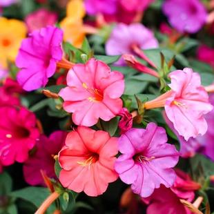 五彩紫茉莉种子混色洗澡红晚饭花地雷花籽孑阳台盆栽春夏耐热易种