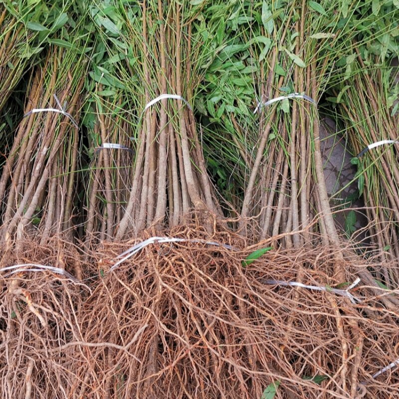 桃树实生苗野生毛桃苗桃树砧木苗未嫁接桃树苗桃树直生原生果树苗