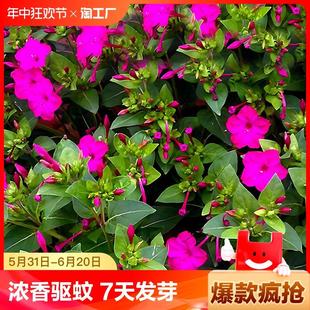 种子四季播种夜来香地雷花种籽子阳台庭院驱蚊胭脂花卉多年生重瓣