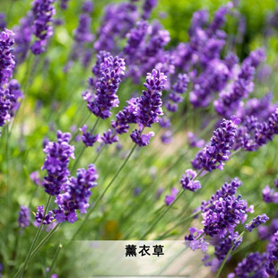 普罗旺斯薰衣草种子30粒狭叶灵香草籽芳香花卉花坛阳台盆栽春秋播