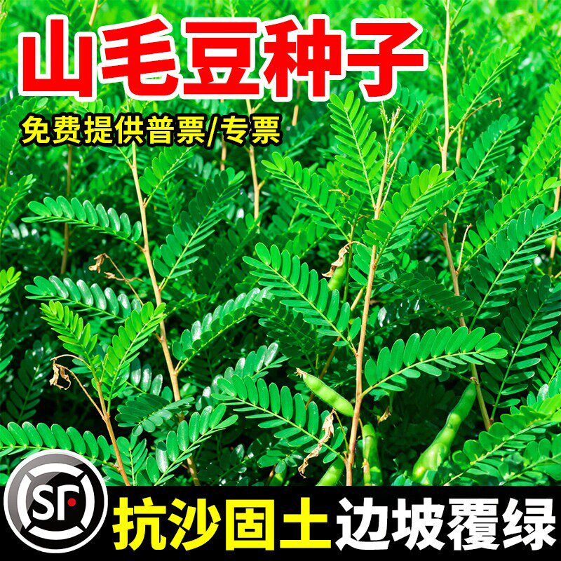 山毛豆种子护坡固土耐贫瘠四季高