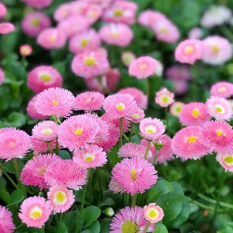 网红小雏菊花种四季播种开花矮生洋甘菊花卉花籽庭院太阳花种籽子