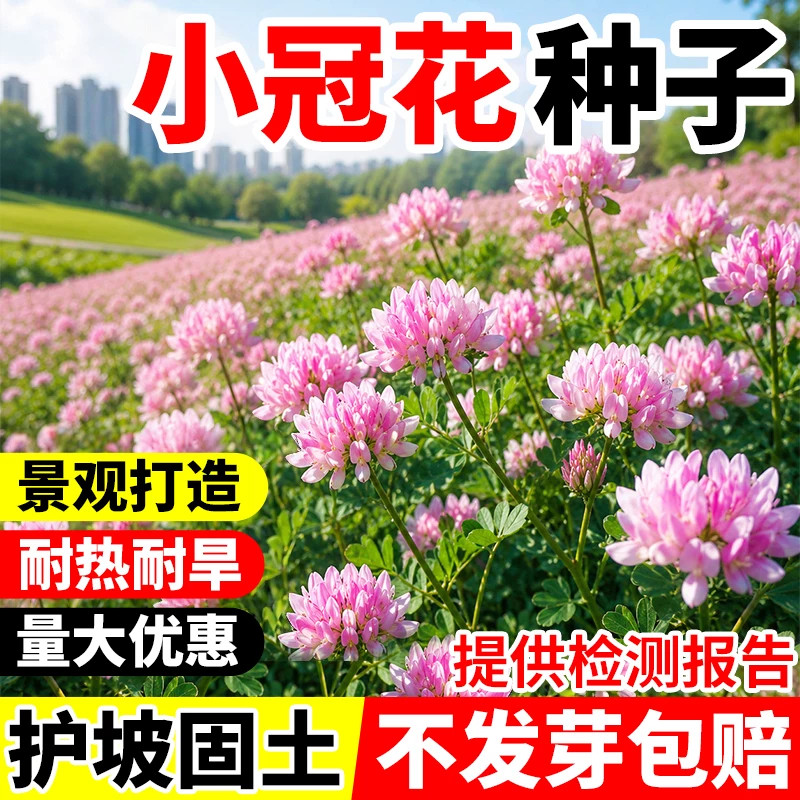 小冠花种子工程复绿护坡固土多年