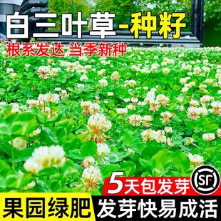 白三叶种子四季常青公园小区景观绿化护坡固土果园绿肥红三叶草籽