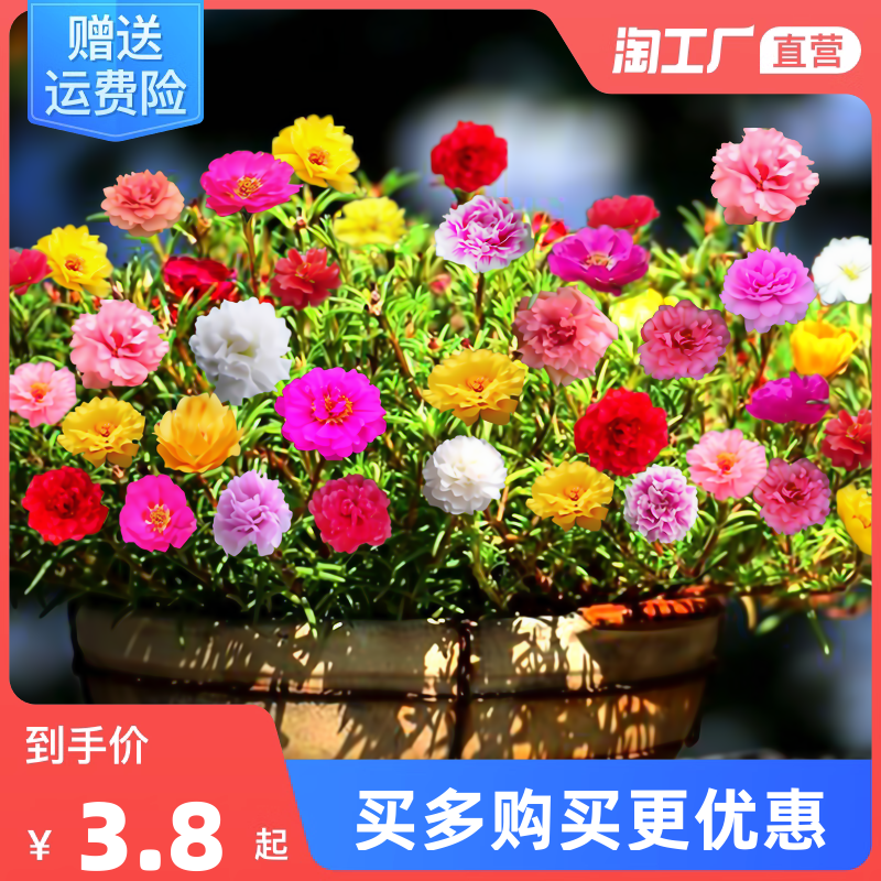重瓣太阳花花种子花籽四季开花室内花卉易活室外种孑花种籽子包邮