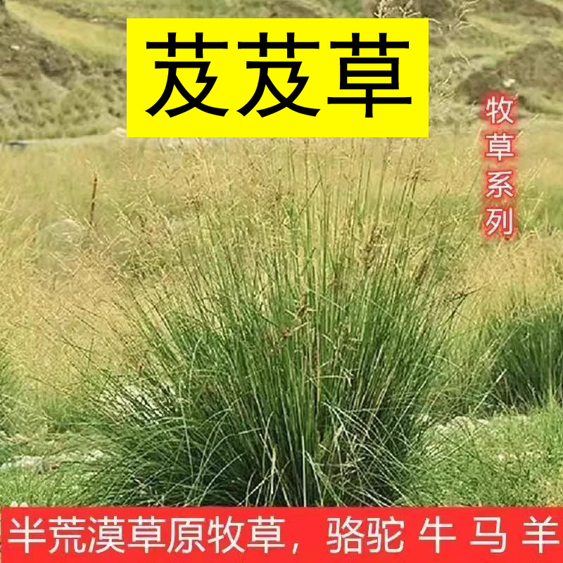 芨草种子牧籽积机席萁耐