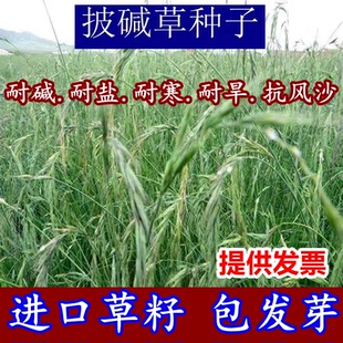 披碱草种子耐寒耐旱耐盐碱地草籽护坡固土抗寒四季牧草抗风沙种籽
