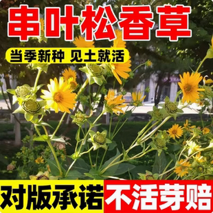 进口串叶松香草籽多年生牧草种子畜牧养殖猪牛羊鹅畜禽香槟菊花草
