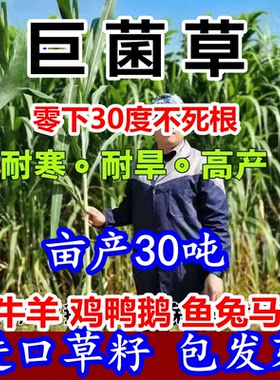 高产巨菌草种子多年生四季