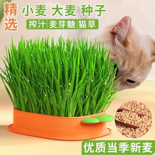 新小麦种子胚芽带皮小麦粒批发猫草盆栽种籽水培盒育苗盘猫草种子
