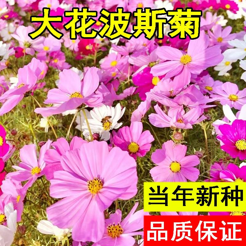 格桑花种籽子野组合波斯菊