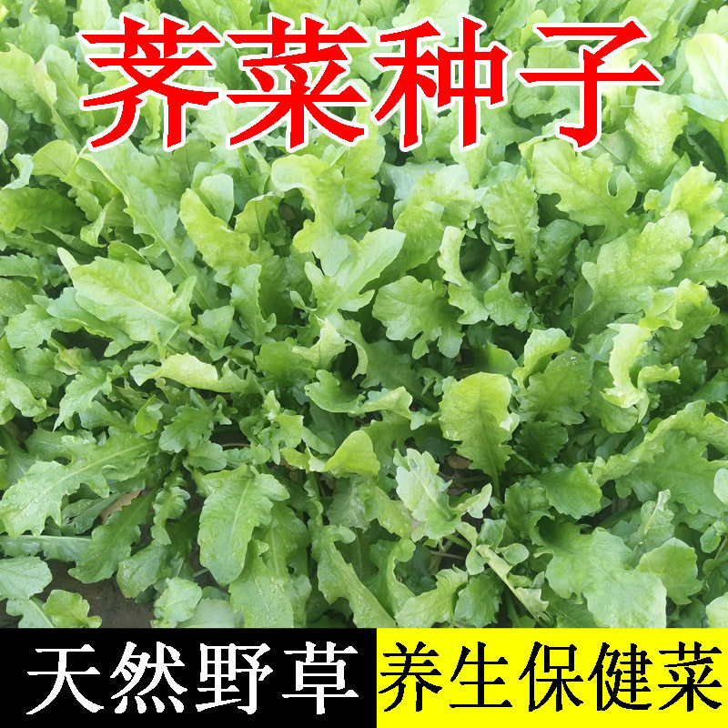 荠荠菜种子农家四季大叶春野菜种籽食用盆栽荠菜种孑青菜籽秋冬播,鲜花速递/花卉仿真/绿植园艺,家庭园艺种子,淘宝优惠券,粉丝福利购,淘宝优惠卷