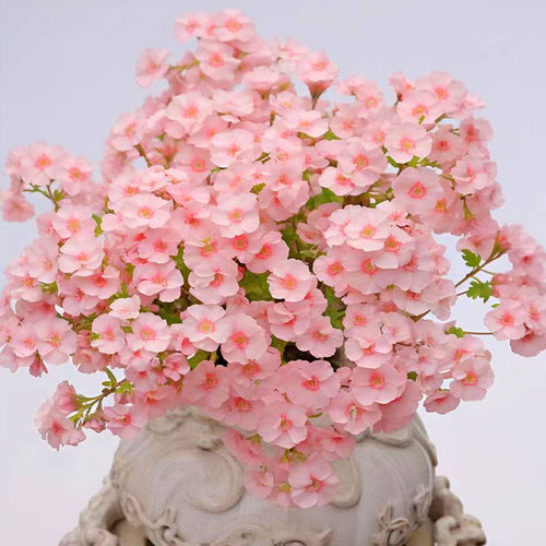 福禄考花种室内外四季播开