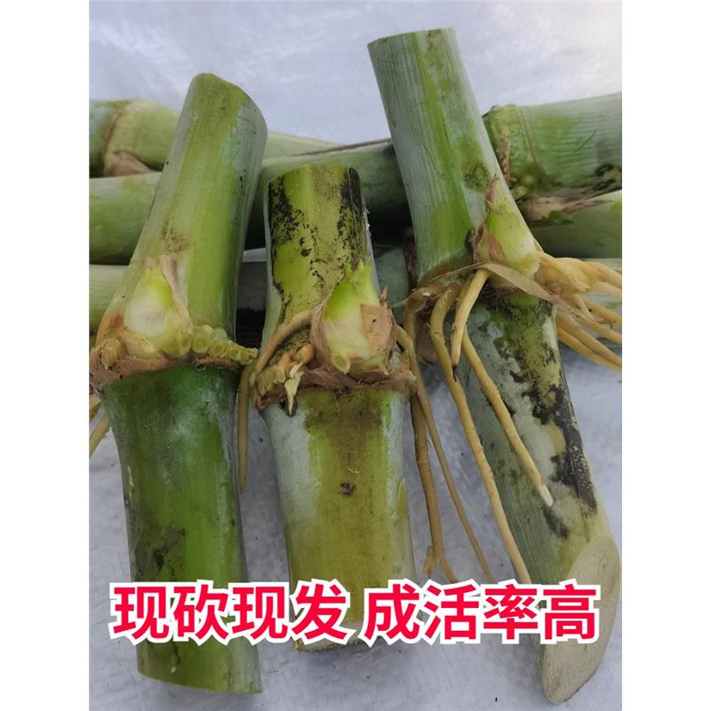 无毛甜象草3号种节皇竹子