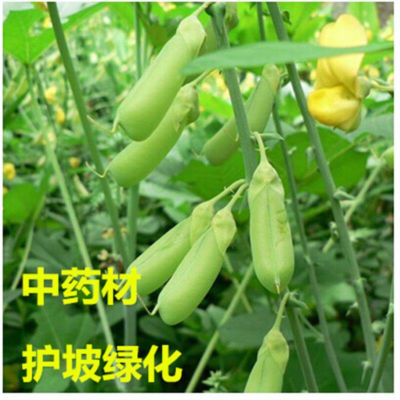 猪屎豆种子野苦豆大眼兰中药材护坡固土绿化水蓼竹响铃草籽灌木种