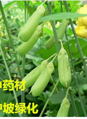 猪屎豆种子野苦大眼兰中药