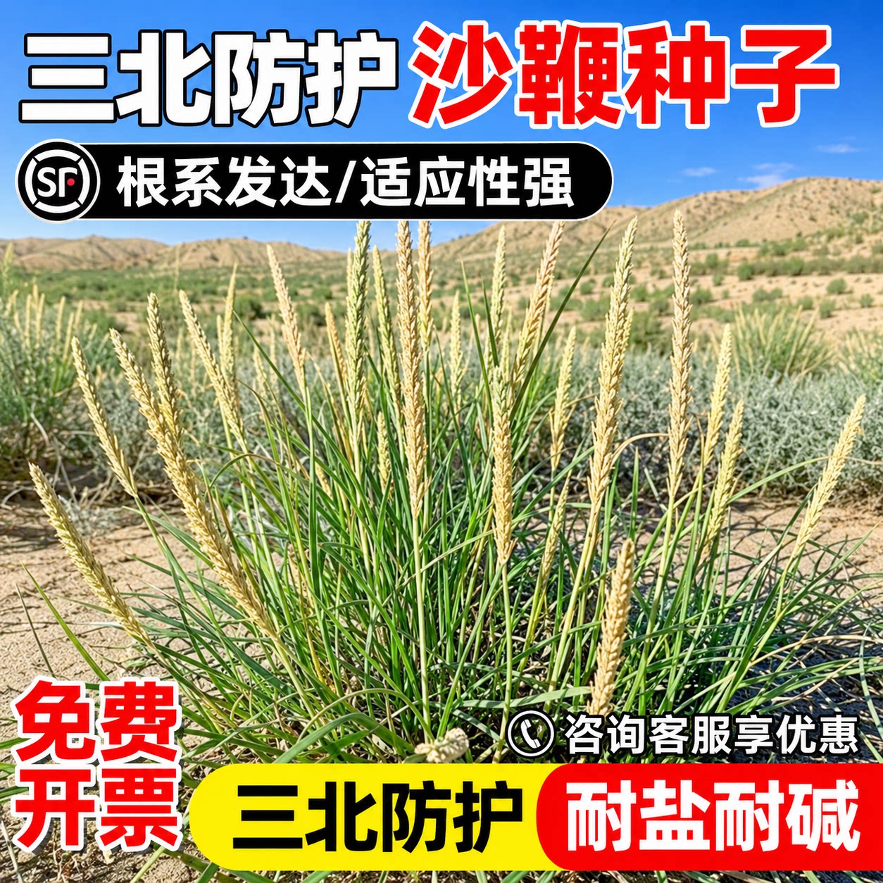 沙鞭种子耐旱耐盐碱荒漠沙丘生态