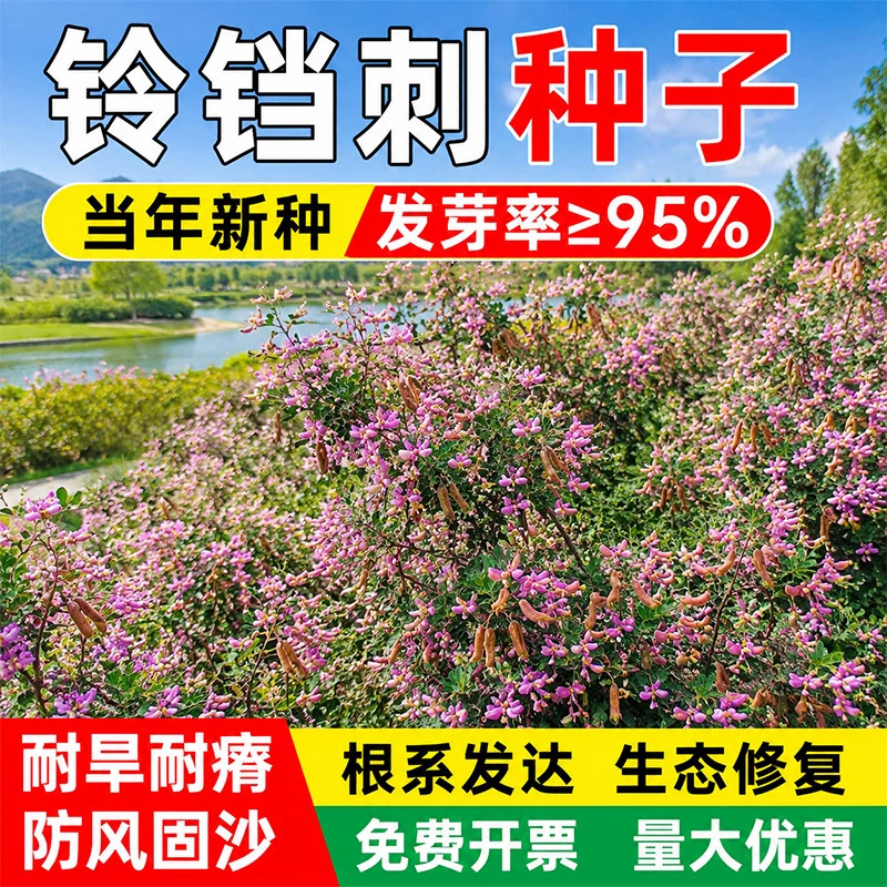 铃铛刺种子耐盐碱耐贫瘠抗风沙