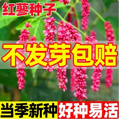 中草药植物新奇观赏大红蓼云鲜农