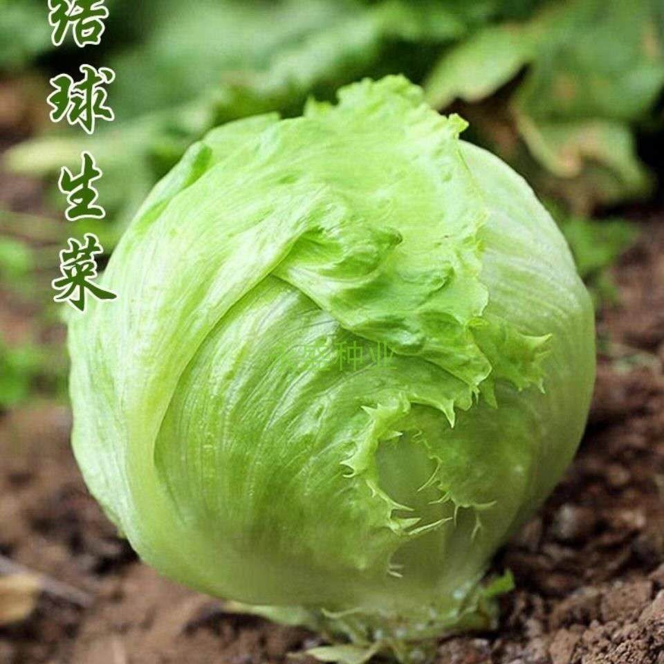 结球生菜种子球形生菜籽圆生菜甜脆汉堡生吃菜四季播农家生菜种子