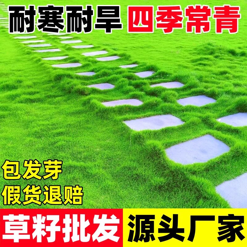草坪草籽狗牙根马尼拉庭院四季常青黑麦草护坡绿化地毯草皮草种子