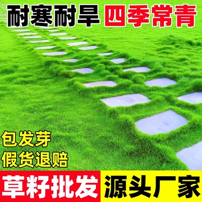 草坪草籽护坡绿化地毯草皮草种子