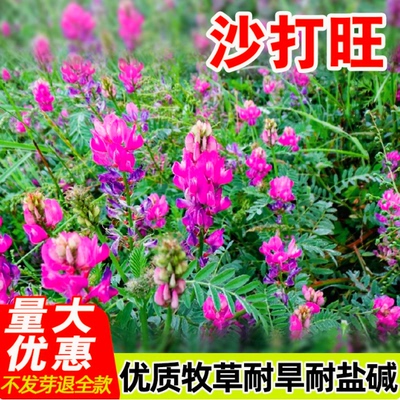 沙打旺种子多年生牧草种子防沙固土护坡草四季耐寒耐旱盐碱草籽绿