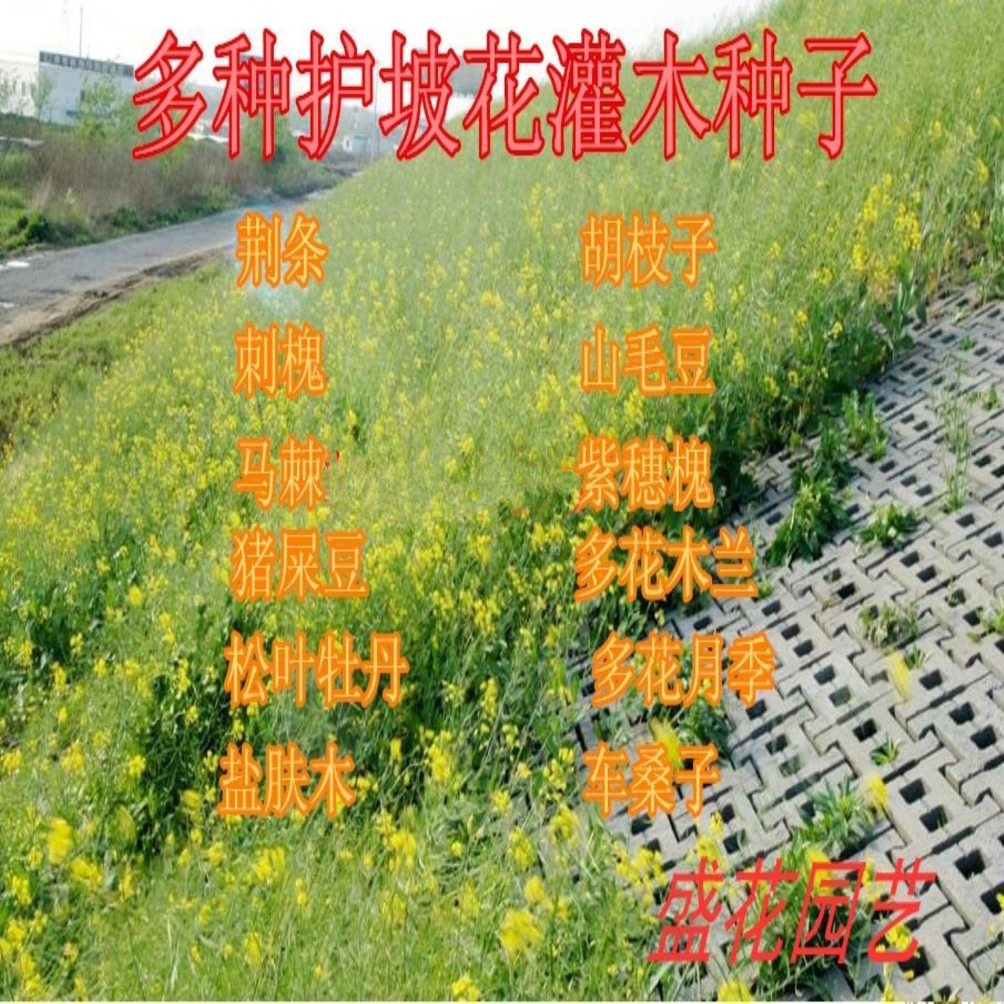 护坡灌木紫穗槐种子盐肤木多花木兰刺槐胡枝子木豆马棘车桑子包邮