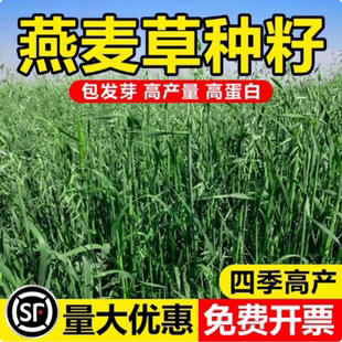饲用燕麦种子养殖牧草耐寒种籽高产鱼饲料草籽绿肥牛羊草种籽