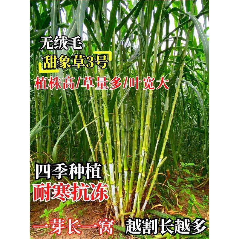 无毛甜象草3号种节巨菌皇