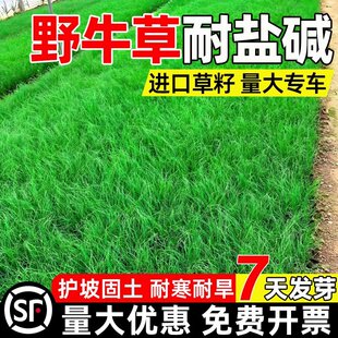 进口野牛草种子护坡固土草籽四季常青耐寒耐旱绿化防尘多年生种籽