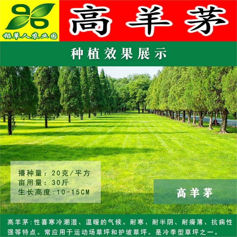 易凯高羊茅种子四季青不修