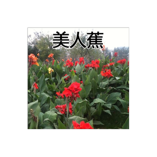 美人蕉种子红艳蕉小花美人蕉花种籽子小芭蕉黄花庭院室外易活花籽