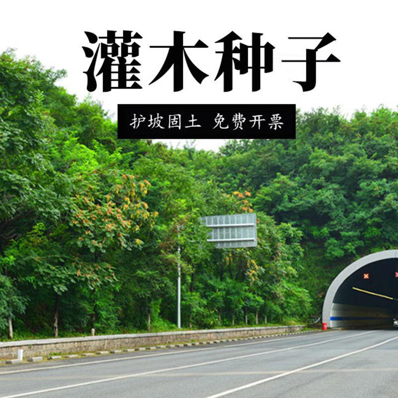 灌木种子紫穗槐刺槐猪屎豆多花木兰银合欢公路绿化护坡固土草种籽