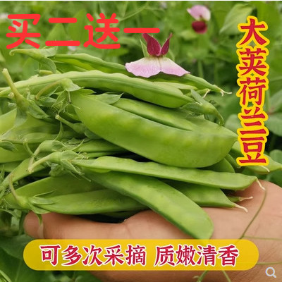 荷兰豆种子籽甜蔬菜孑四季豌