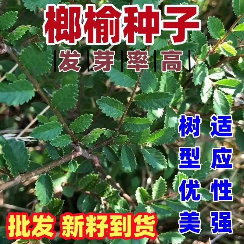 榔榆种子榔榆树种子小叶榆种子秋榆种子林木种子发芽率高粗壮好种