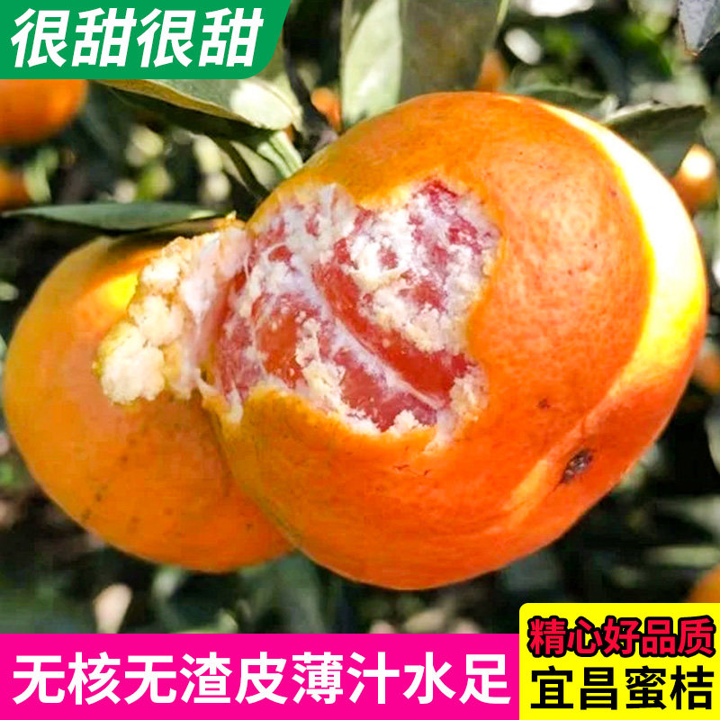 宜昌蜜桔现摘橘子当季时令桔子新鲜水果柑橘无籽鲜果生鲜孕妇蜜橘