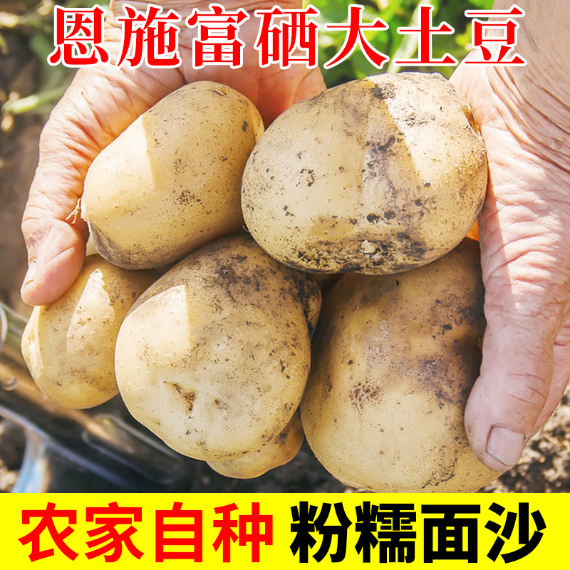 恩施大土豆新鲜现挖黄心