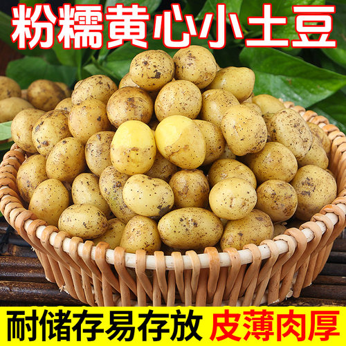 恩施黄心小土豆炒菜食用