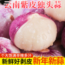 云南紫皮独头蒜2025新鲜蒜头新蒜蒜米5斤独蒜干蒜湿大蒜头批发10