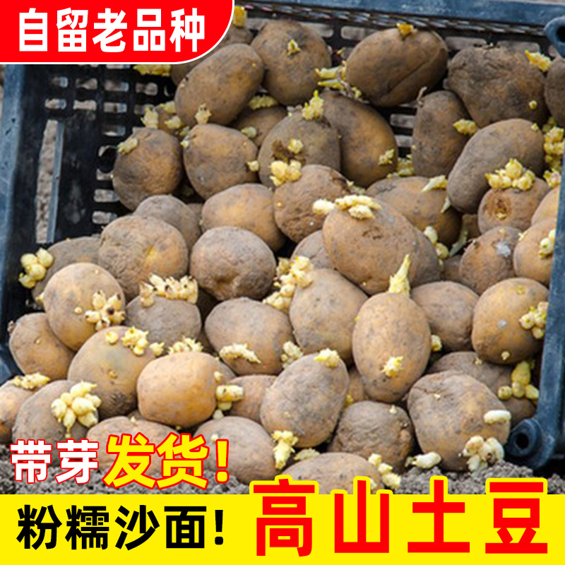 发芽土豆恩施本地老品种高产洋芋带芽黄皮黄心马铃薯批发大士豆 水产肉类/新鲜蔬果/熟食 土豆 原图主图