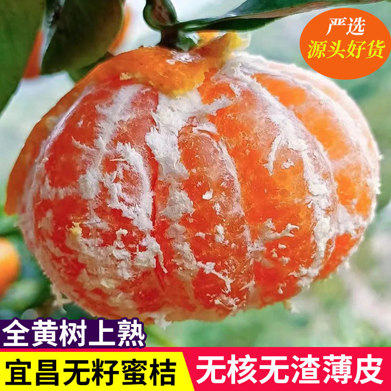 宜昌蜜桔正宗现摘当季新鲜孕妇无籽水果柑橘桔子鲜果蜜橘生鲜橘子